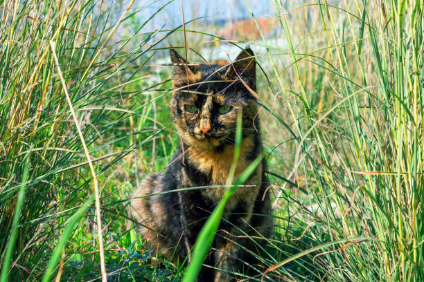 istock Beautiful cat, unusual tortoiseshell color, hiding in the thick grass. 1131584570