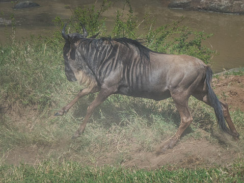 Masai Mara, KENYA - September, 2018. Close-up of a wildebeest running down to the river to cross it during the migration period