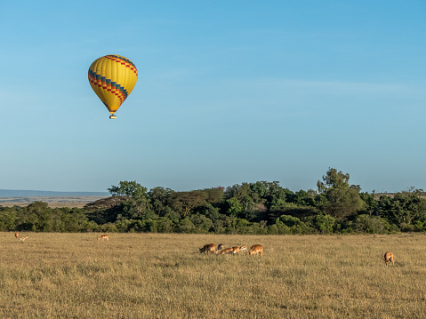 Masai Mara, KENYA - September, 2018. A hot air balloon takes off at dawn in the savannah to show the animals to tourists, in the foreground a herd of impala
