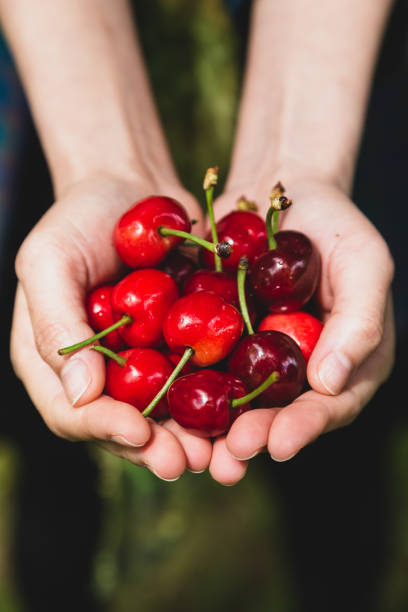 istock Woman holding fresh cherries 1131587735