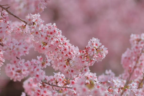 Cherry blossoms Cherry blossoms 櫻花 stock pictures, royalty-free photos & images