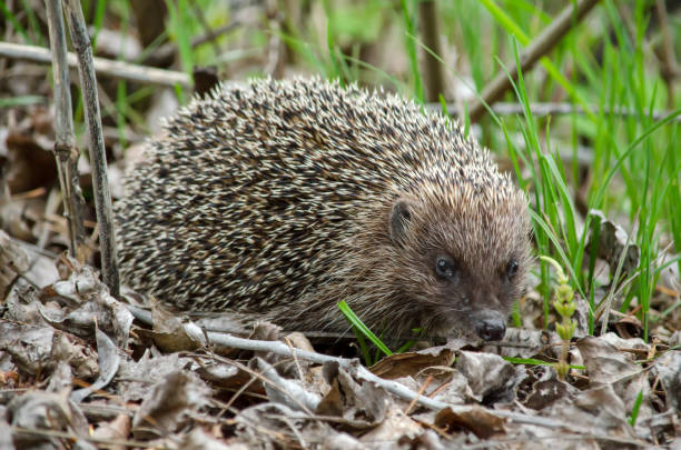 istock European hedgehog (Erinaceus europaeus), also known as the common hedgehog. 1131588756