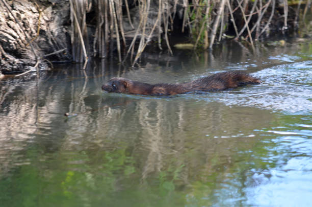 American mink (Neovison vison) is an introduced species in Ukraine. Mink in its natural habitat on the Bucha river in the Kiev region. Fauna of Ukraine.