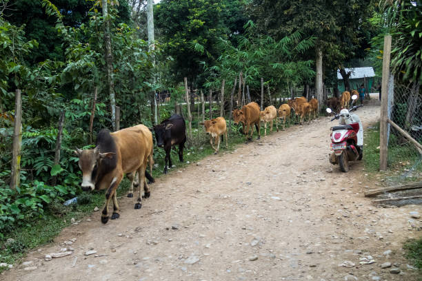 vacas en un campo cerca de vang vieng, provincia de vientiane, laos. - laos hut southeast asia shack fotografías e imágenes de stock