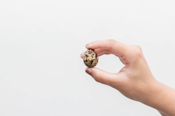istock woman hand holding a quail egg, white background 1131590431