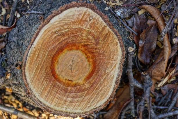 istock brown cut on a tree stump in nature 1131590438