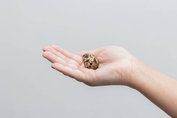 istock woman hand holding a quail egg, white background 1131590561