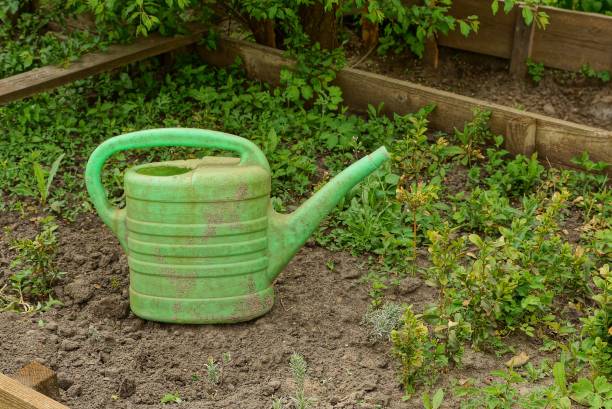 istock green dirty plastic watering can on grass and earth 1131590758