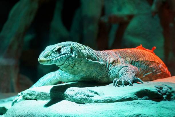 lizard light
