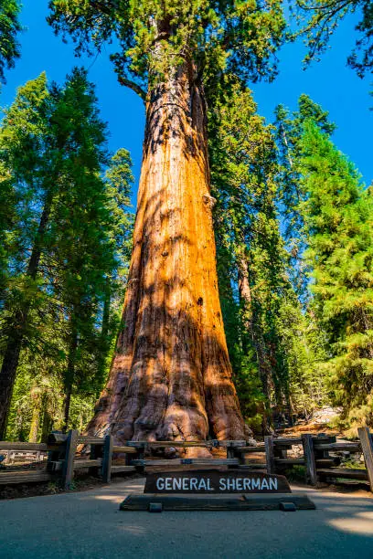 General Sherman - the largest tree in the world by volume, located in the Sequoia National forest.