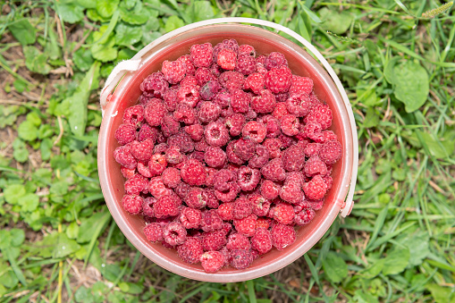 Flat top closeup of bucket filled with many fresh pink red garden wild raspberries harvest on grass ground in garden or farm