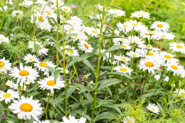 Group of white and yellow chamomile daisy flowers growing in garden during summer season with leaves pattern