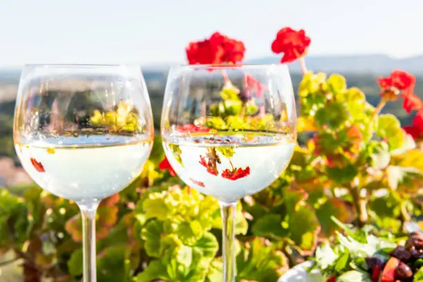 Macro closeup of two glasses of white wine isolated in garden with reflection in water of red geranium flowers outside in Tuscany Italy summer