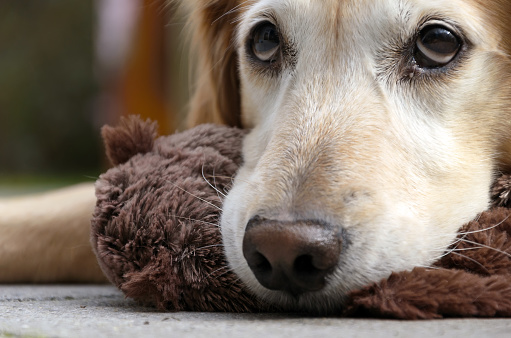 Close up of a cute golden retriever with a stuffed animal in his mouth. Example of a typical dog look. Selective focus.