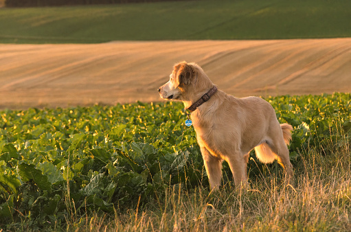 A golden retriever at a sugar beet field gazes out into the sunset on a summer evening. In the background a soft wheat field before the harvest.
