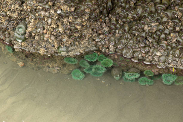 istock Olympic Peninsula Sea life 1131592184