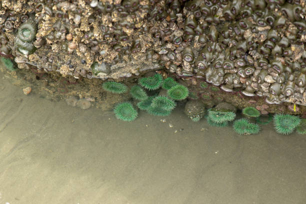 istock Olympic Peninsula Sea life 1131592192