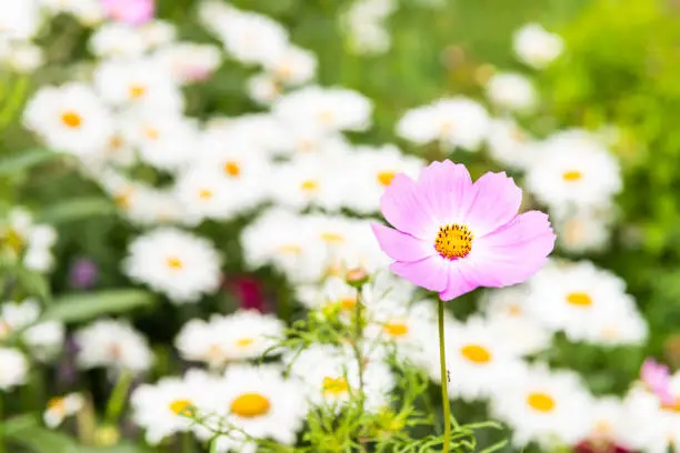 Macro closeup of pink cosmos flower and white and yellow orange chamomile daisy flowers in bokeh background growing in garden during summer season pattern