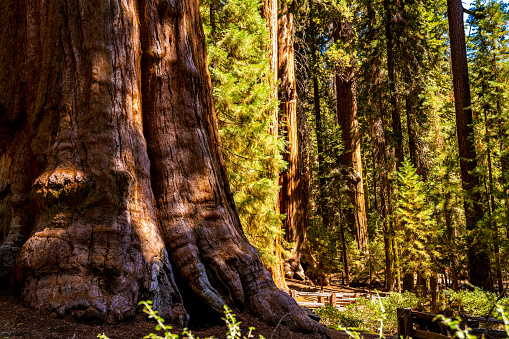 Gran secuoya en el Parque Nacional Sequoia. photo