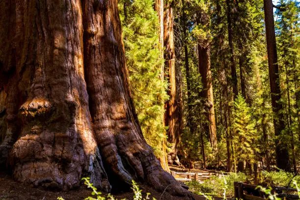 Huge sequoia tree in the Sequoia National park. Beautiful Yosemite Park.
