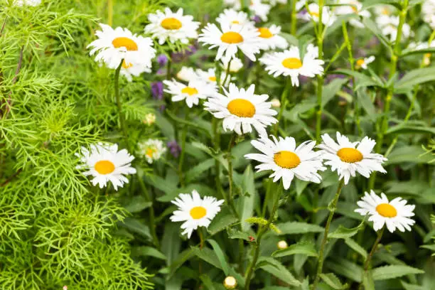Group of white and yellow orange chamomile daisy flowers growing in garden during summer season with leaves pattern