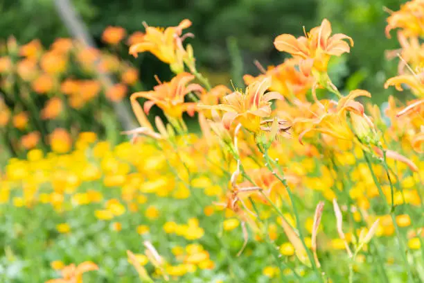 Macro closeup of many orange and yellow lily flowers pattern growing in garden during summer season with leaves side bokeh background