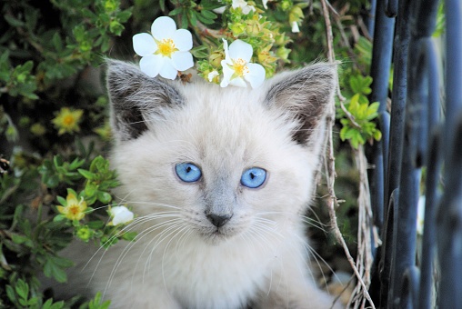 A small white kitten with blue eyes looking up curiously from under a flower bush in the garden