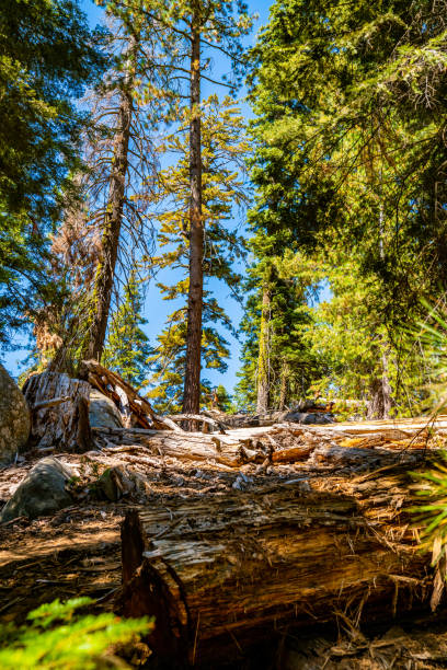 bella foresta del parco nazionale di yosemite. - panoramic california mountain range southwest usa foto e immagini stock