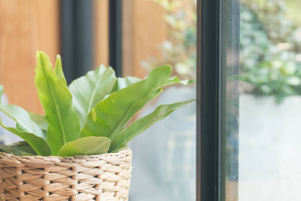 istock Plant pot decorated in home near windows 1131594838