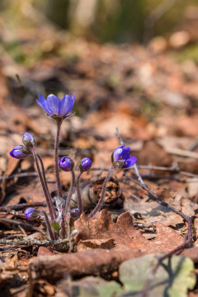 flores de anemone con cogollos en primavera - 45775 fotografías e imágenes de stock