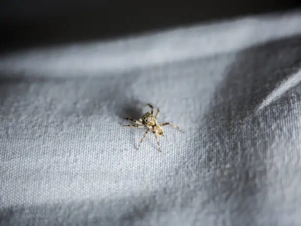 Photo of Close up common house spider isolated on fabric