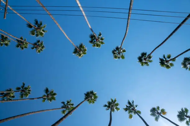 Photo of Beautiful Los Angeles palms during hot summer day.