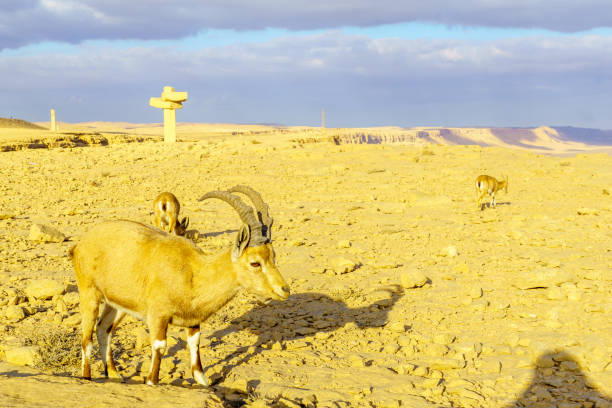 istock Nubian Ibex and landscape of Makhtesh (crater) Ramon 1131597679