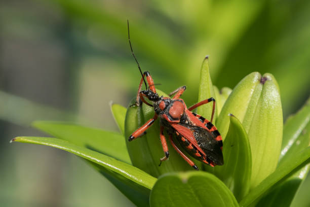 istock An adult red black assassin and thread-legged bug 1131598358