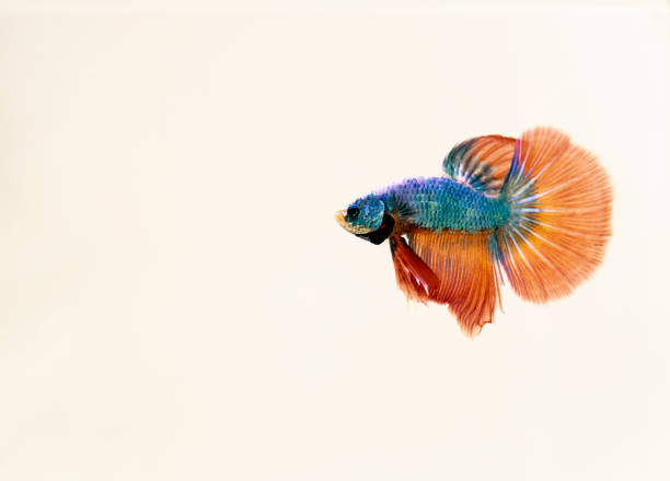 Male Siamese Fighting Fish isolated white background, Orange Halfmoon Betta Splendens Male Siamese Fighting Fish isolated white background, Orange Halfmoon Betta Splendens white halfmoon betta splendens fish stock pictures, royalty-free photos & images