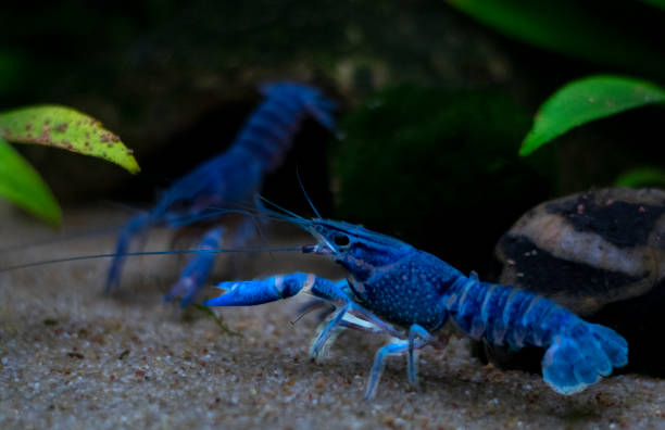 istock Blue crayfish Procambarus alleni in the Aquarium 1131599580