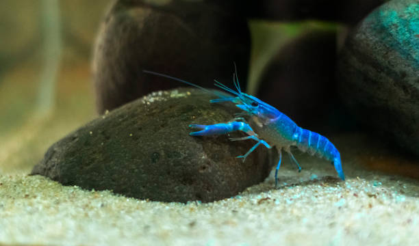 istock Blue crayfish Procambarus alleni in the Aquarium 1131599613