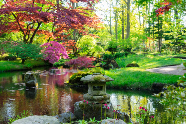 istock japanese garden in The Hague 1131600905