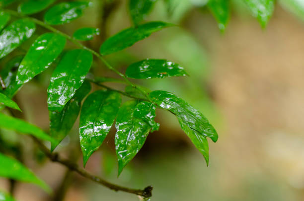 istock macro shot single green leaf with water drop.shallow depth of field 1131601161