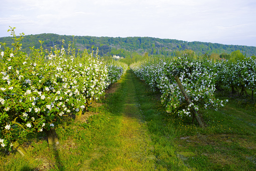Apple tree orchards in Normandy, spring white blossom of apple trees, production of famous cider of Normandy, France