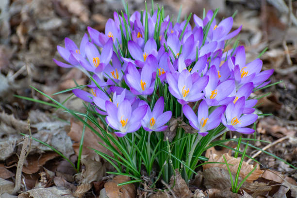 istock First spring flowers, blossom  of purple crocus 1131601356