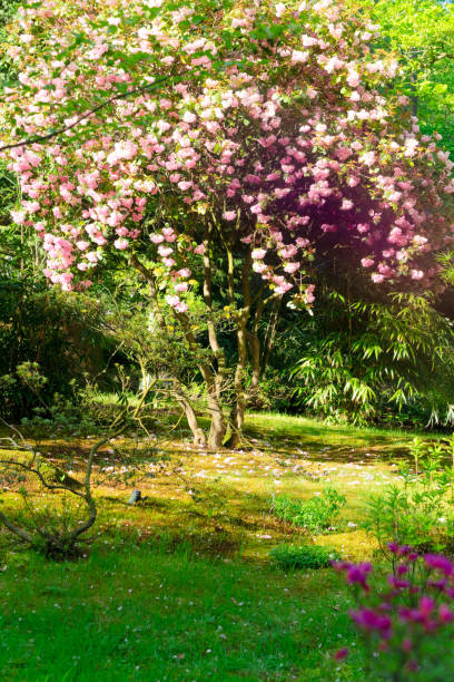 istock japanese garden in The Hague 1131601398