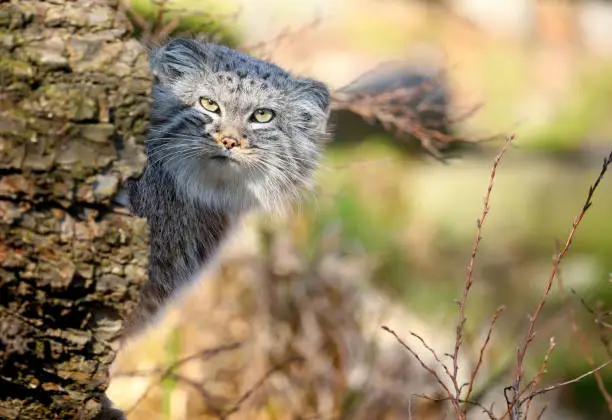 Manul in Wroclaw ZOO