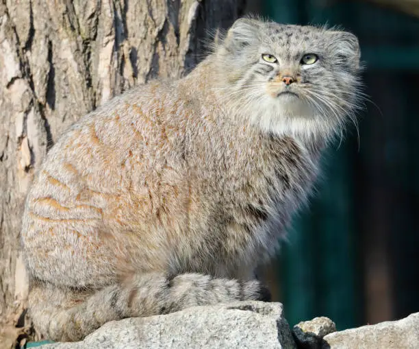 Manul in ZOO