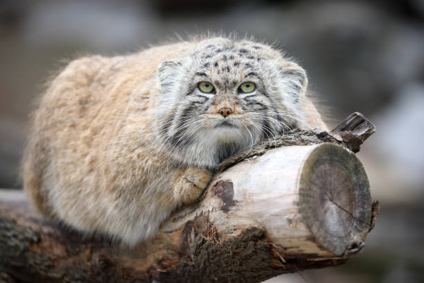 Manul in ZOO stock photo