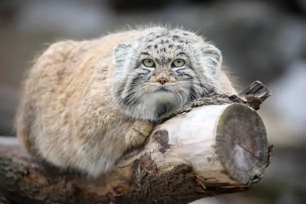 Manul in ZOO