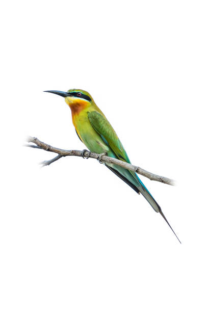 istock Blue-tailed bee-eater isolated perching on a perch isolated on white background 1131602569
