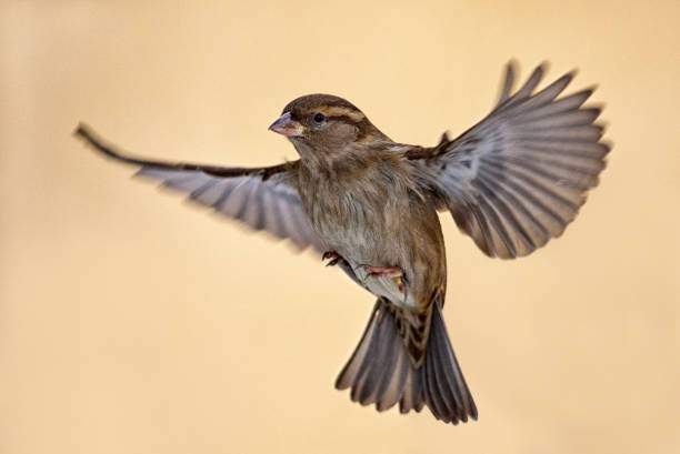 istock Female Sparrow, Passer domesticus, in flight with spread wings 1131604056