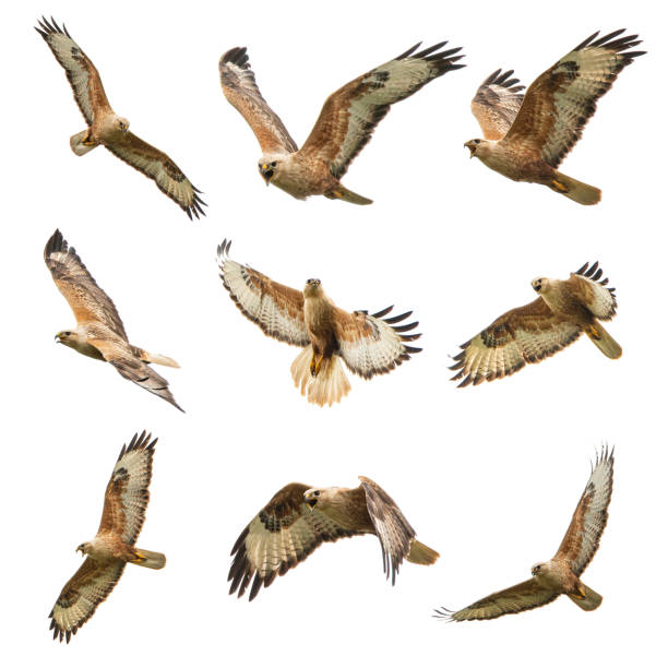 istock Set of Buzzard in flight isolated on white. Buteo rufinus 1131604057