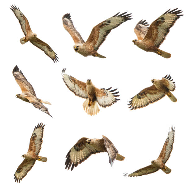Set of Buzzard in flight isolated on white. Buteo rufinus Set of Buzzard in flight isolated on white. Buteo rufinus. eurasian buzzard photos stock pictures, royalty-free photos & images